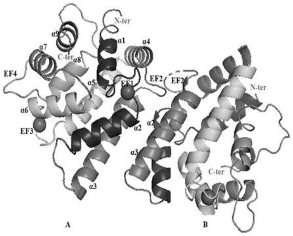 Scapharca subcrenata-derived calcium binding protein ASP-3 with antitumor activity and structure thereof