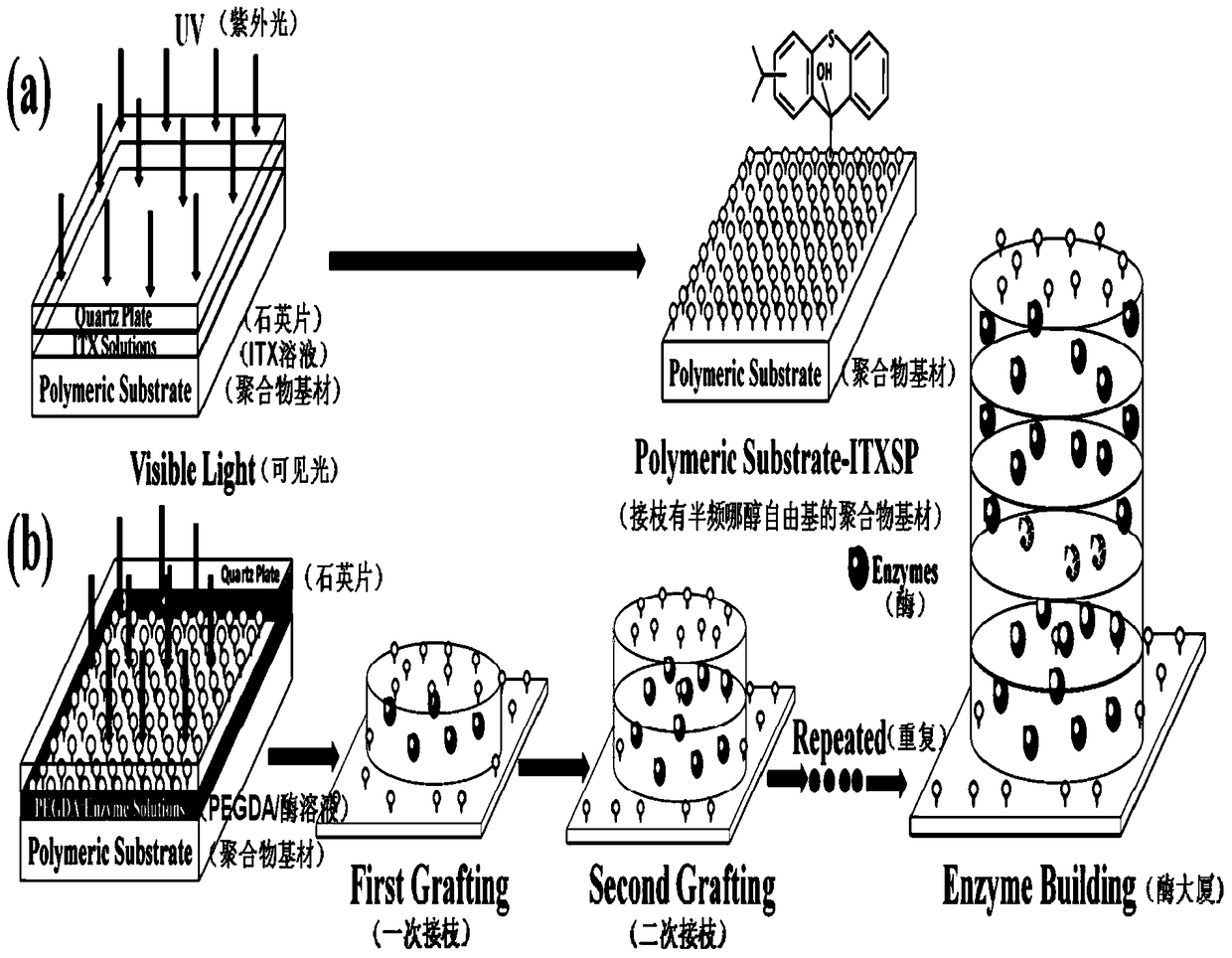 A method for separating and immobilizing multiple enzymes