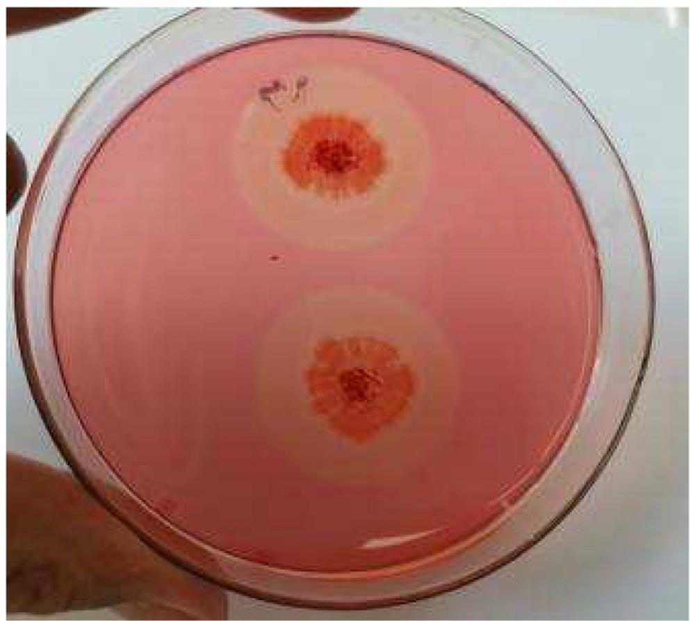 A strain of Bacillus tequila s1 with nitrogen-fixing function and its application in composting