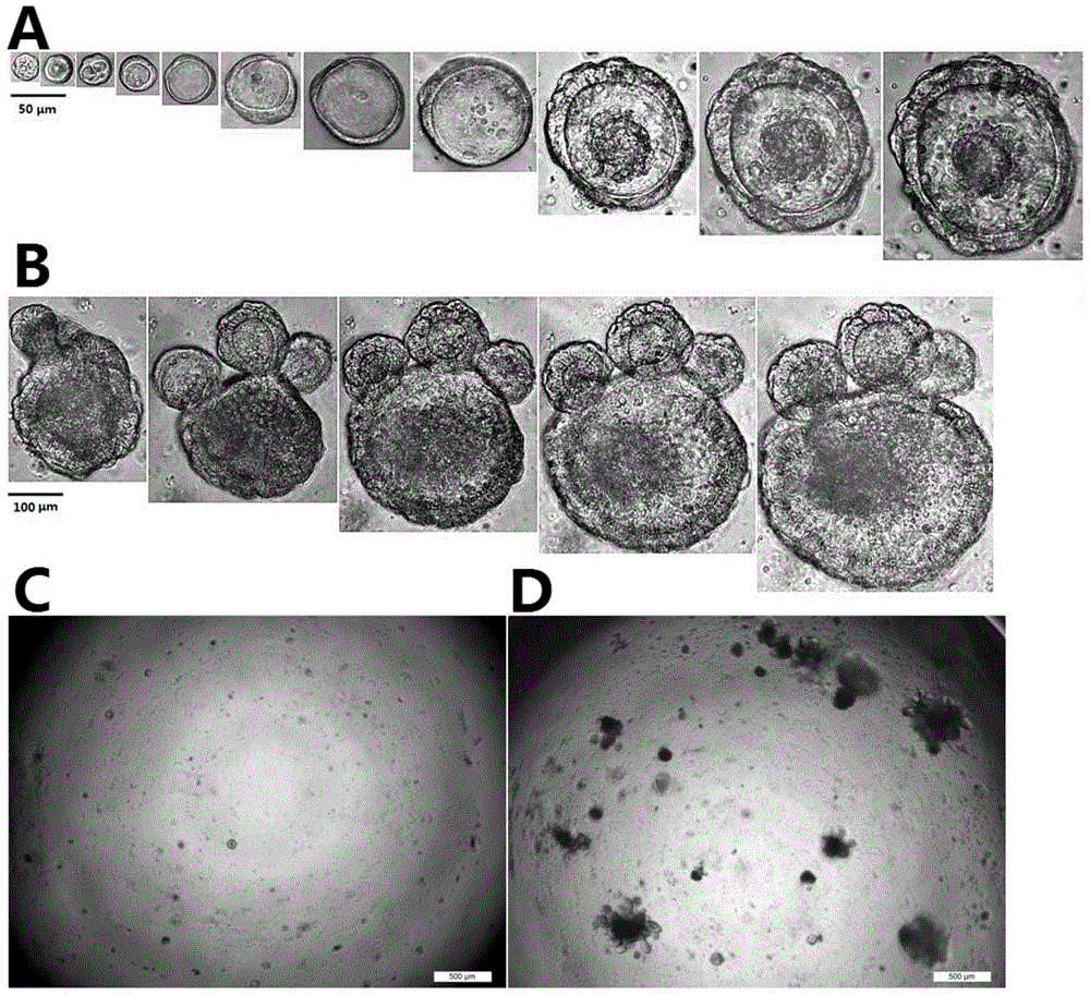 Application of Y-27632 inhibitor to CD44 positive intestinal stem cell sorting