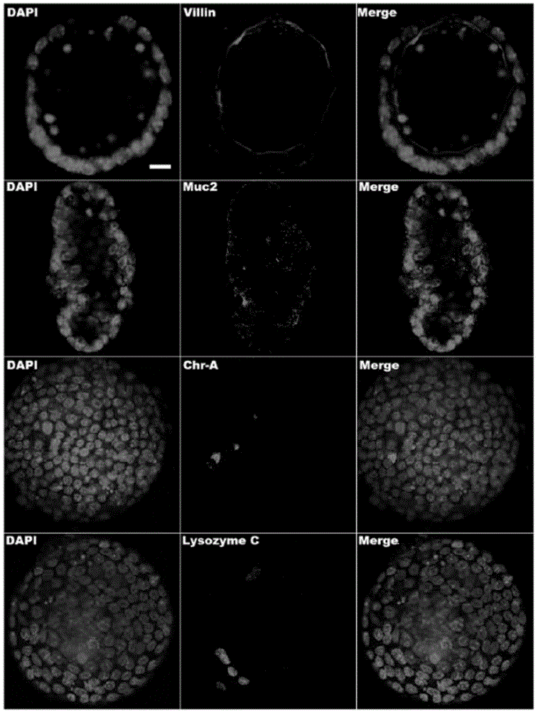 Application of Y-27632 inhibitor to CD44 positive intestinal stem cell sorting