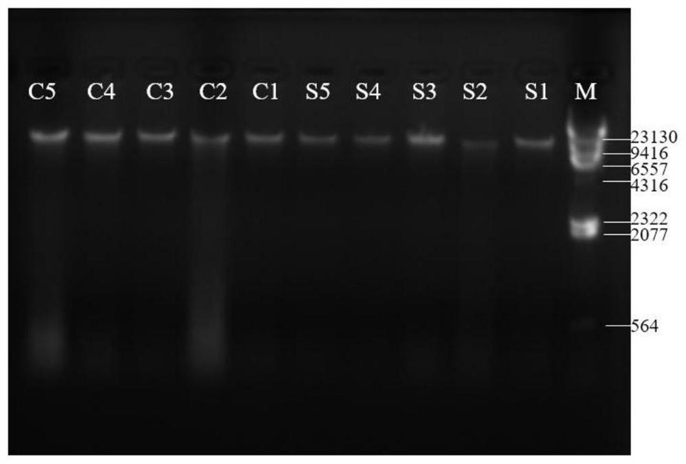 Method for efficiently amplifying microbial DNA from soil samples
