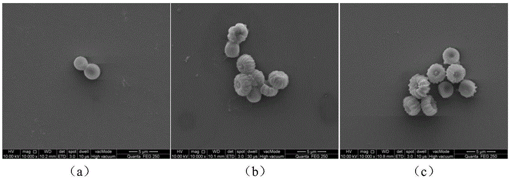 Aspergillus niger-spores for converting glucose to produce gluconic acid and preparation and application method of aspergillus niger-spores