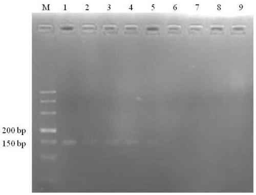 Primer and detection method for real-time fluorescent quantitative PCR detection of colletotrichum gloeosporioides of hevea brasiliensis