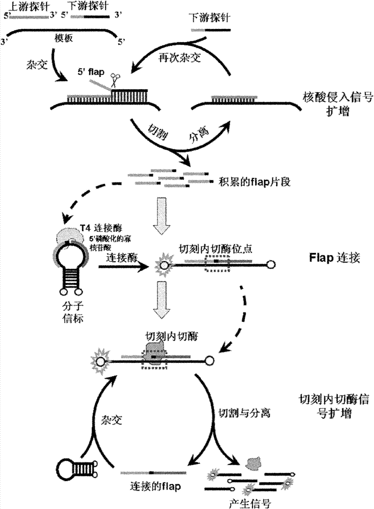 Method for inspecting nucleic acid signal amplification of ligation nucleic acid intrusive reaction and cutting endonuclease reaction