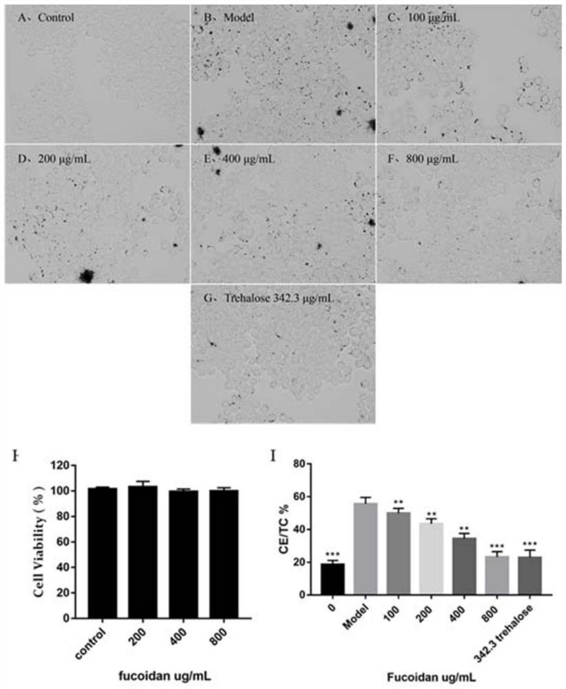 Application of fucoidan sulfate in promoting foam cell autophagy to decompose ox-ldl