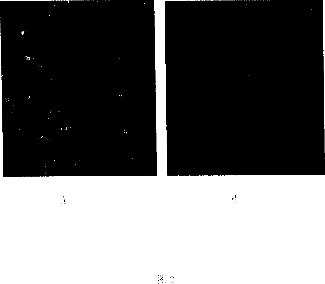 Targeted small interference RNA formulation for preventing and treating Hepatitis C and its preparation method