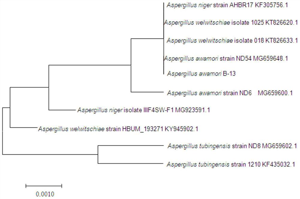 Aspergillus awamori, its agent and its application