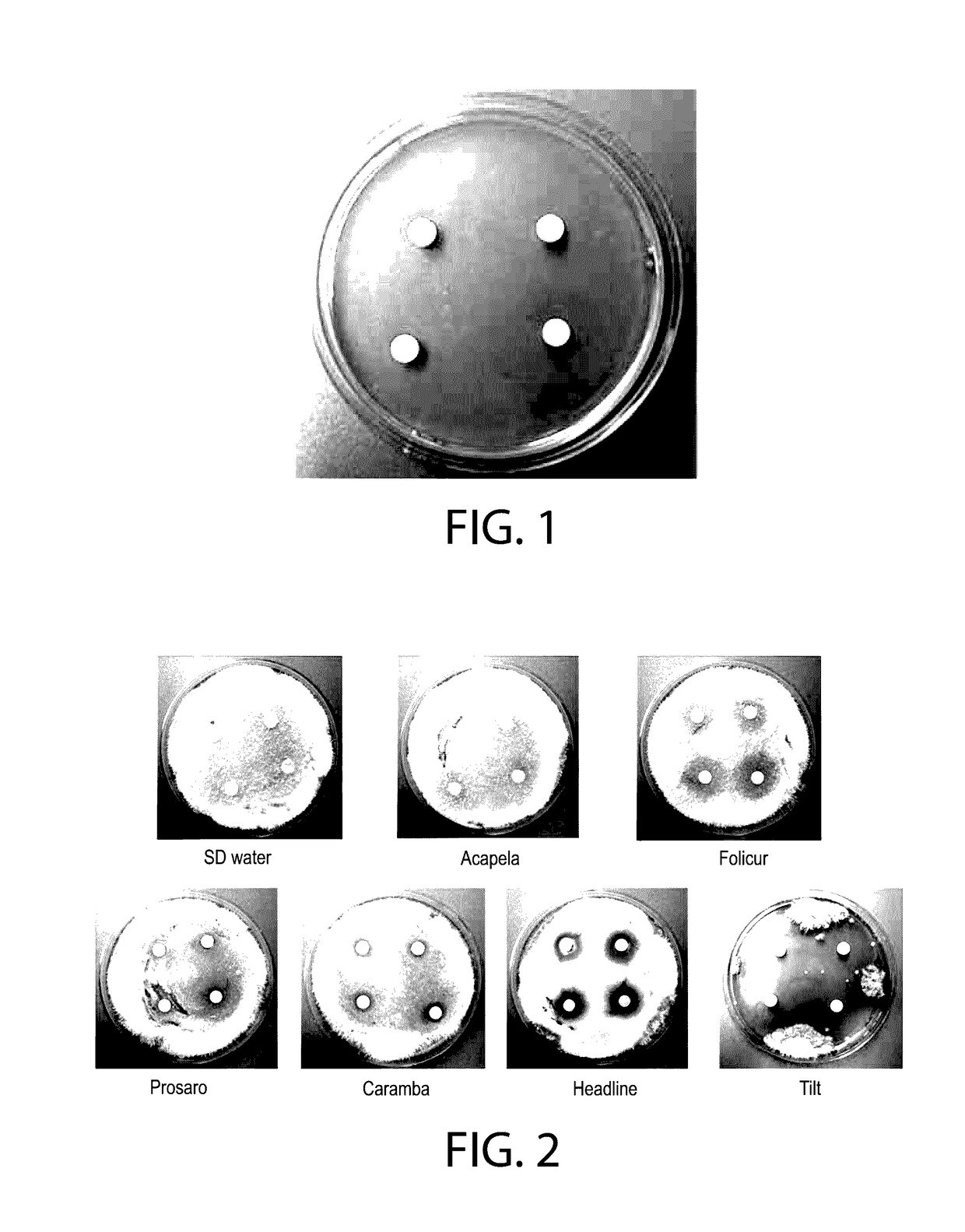 <i>Clonostachys rosea </i>inoculated plant materials with fungicides and adjuvants