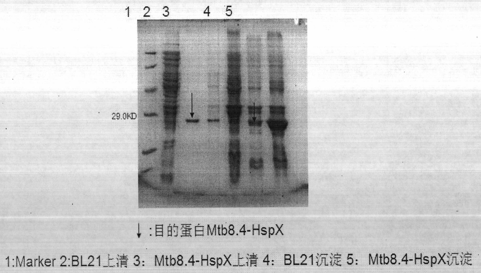 Tubercle bacillus fusion protein HspX-Mtb8.4 and preparation method and application thereof