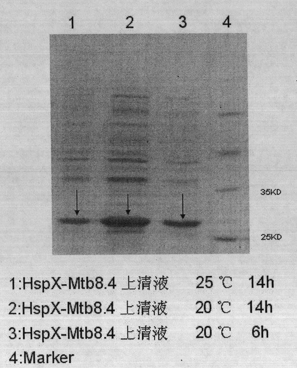 Tubercle bacillus fusion protein HspX-Mtb8.4 and preparation method and application thereof