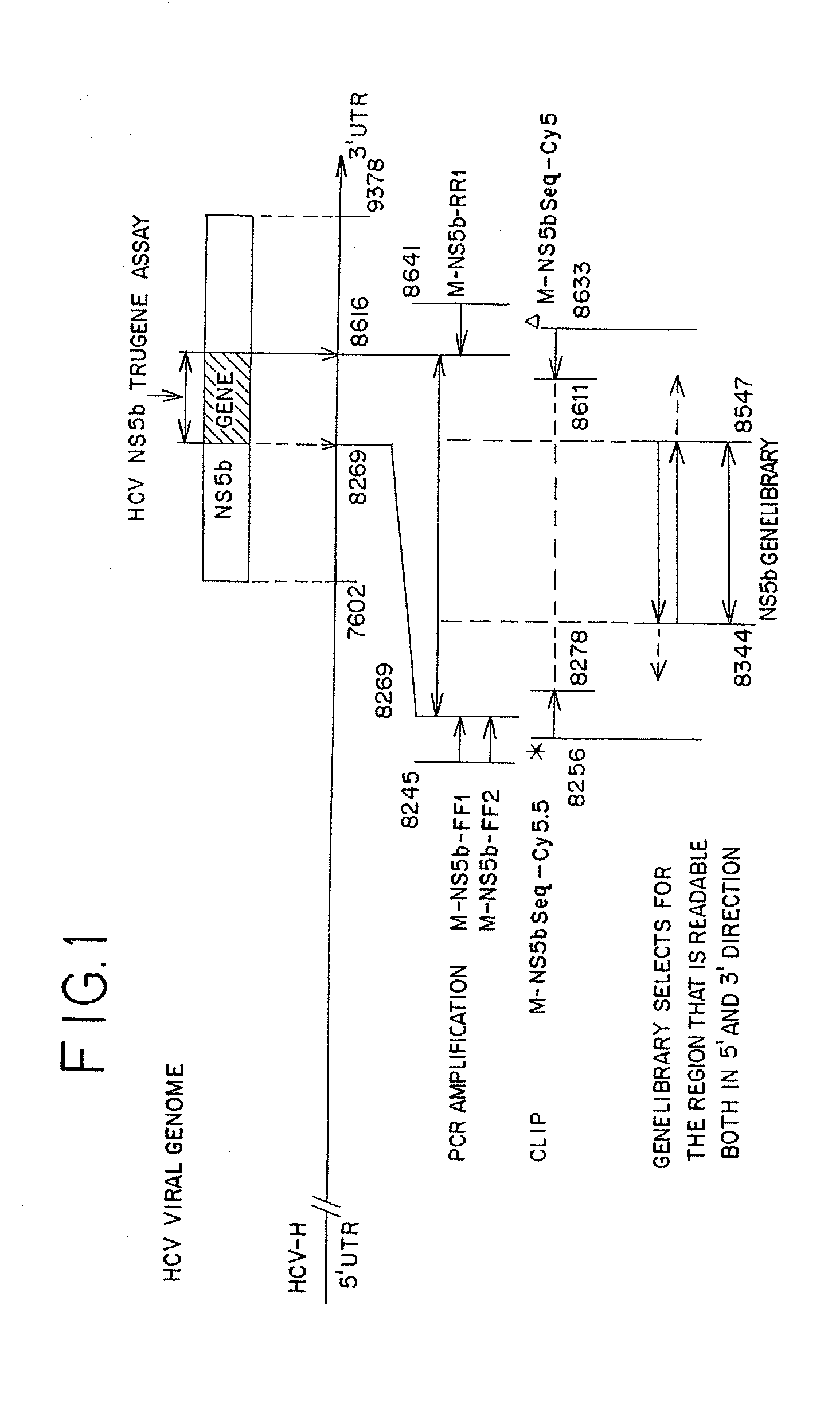 Methods and Reagents for Genotyping HCV