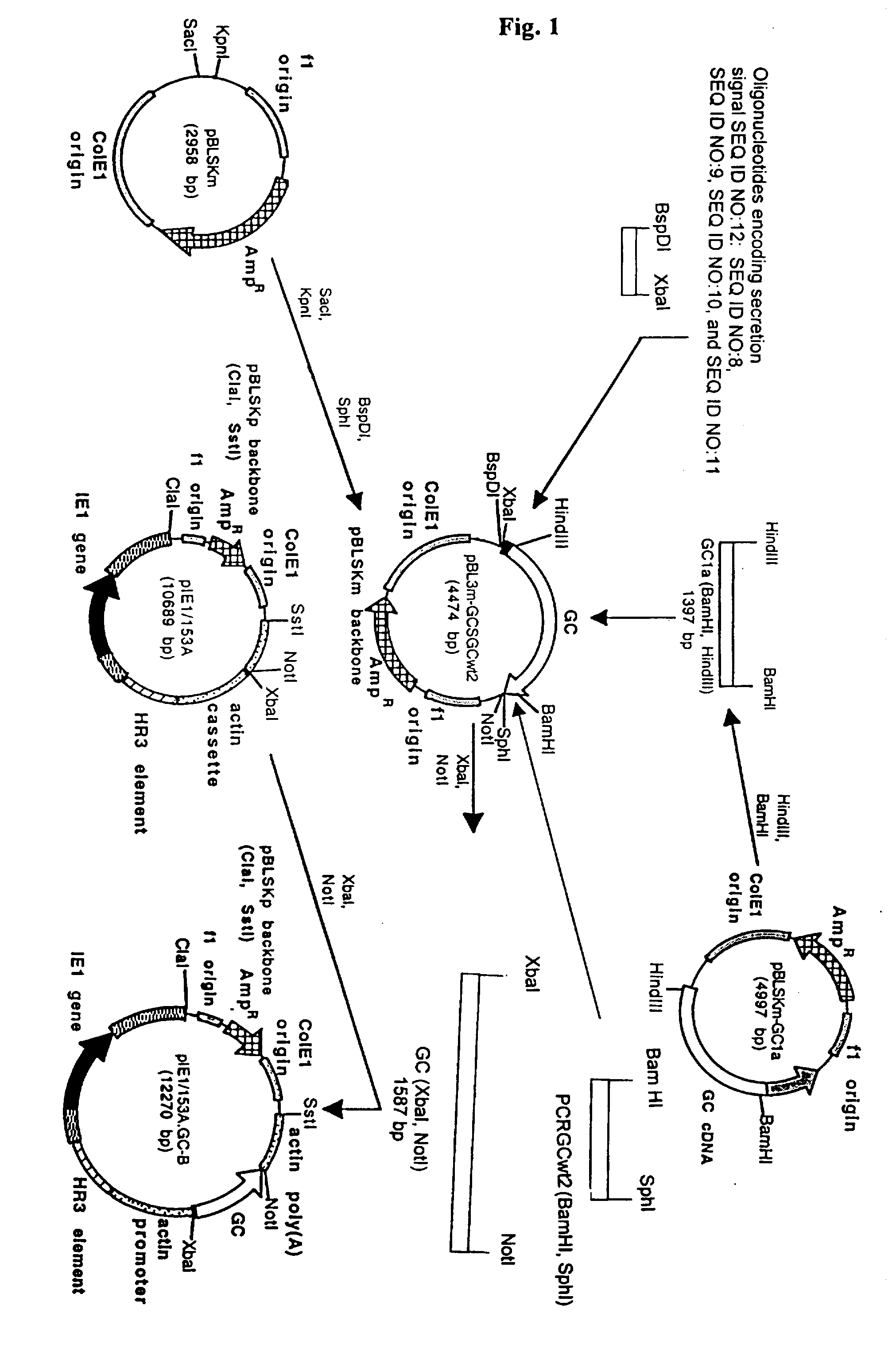 Expression system for effeiciently producing clinically effective lysosomal enzymes (glucocerebrosidase)