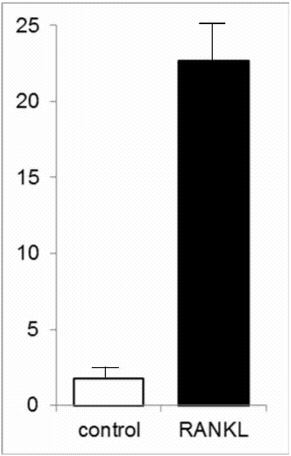 Bone biological functional analysis porous cell culture plate