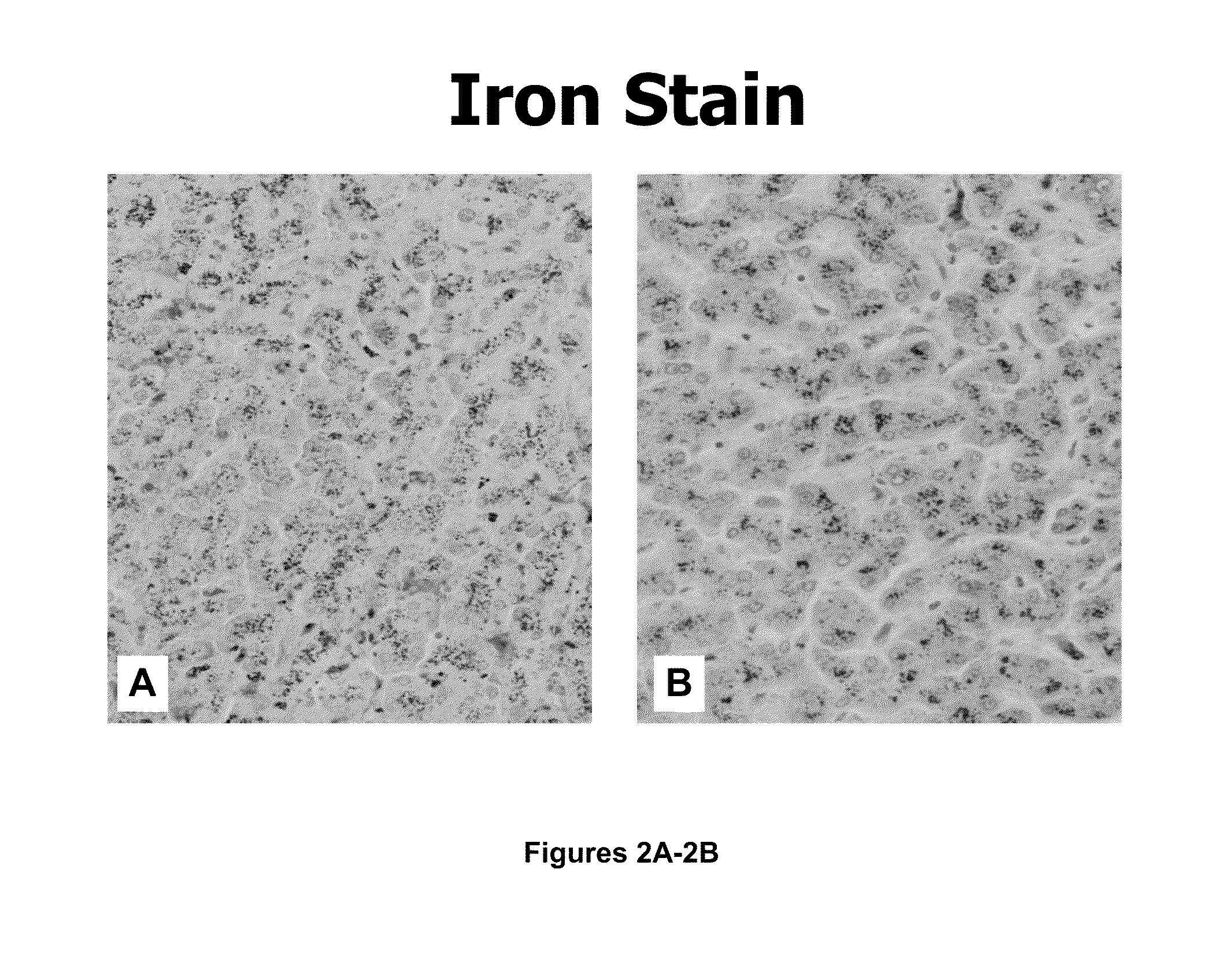 Methods and compositions for nuclear staining