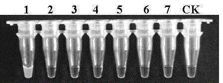 LAMP detection primer group, kit and method for detecting bacterial canker of tomato based on cytC genes