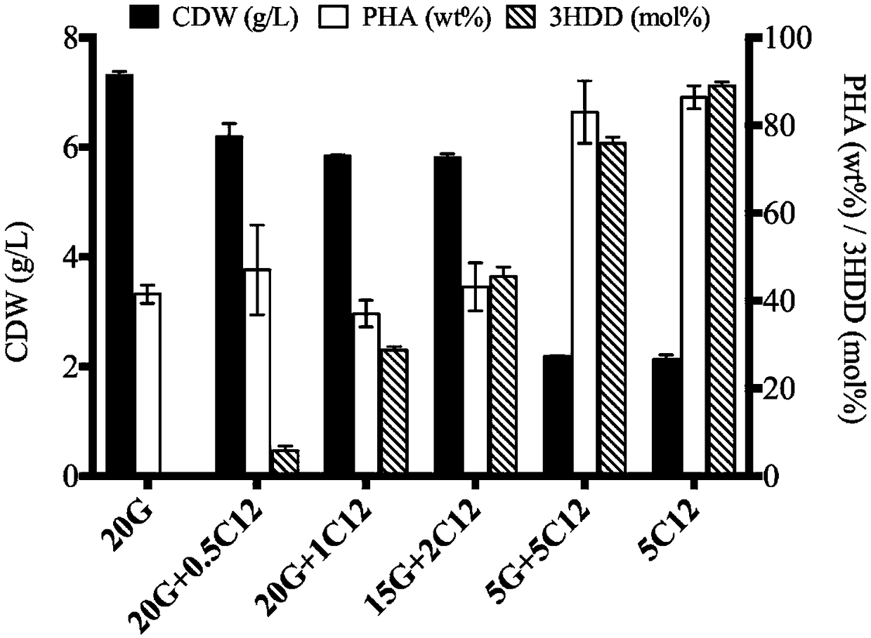 Method for producing short, medium and long chain polyhydroxyfatty acid copolymers by microorganisms