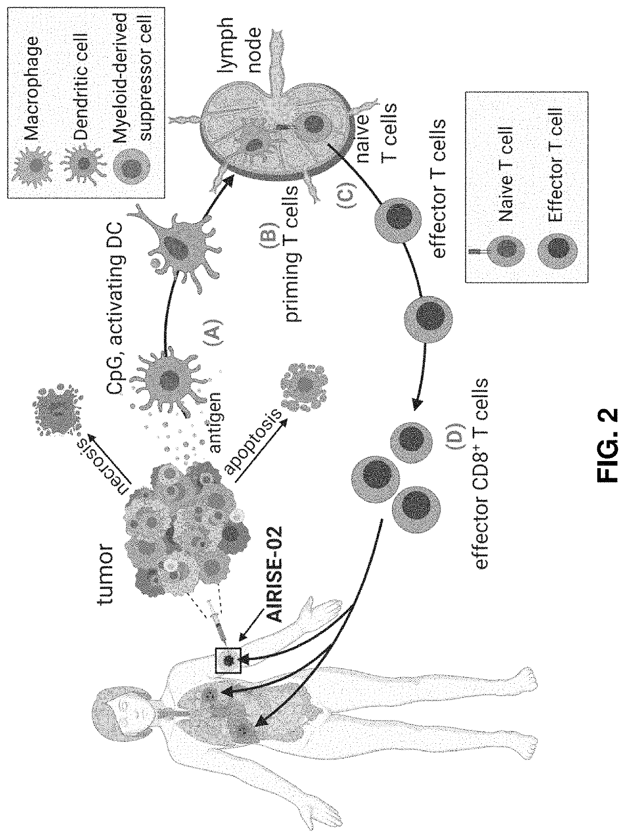 Immunotherapeutic constructs and methods of their use