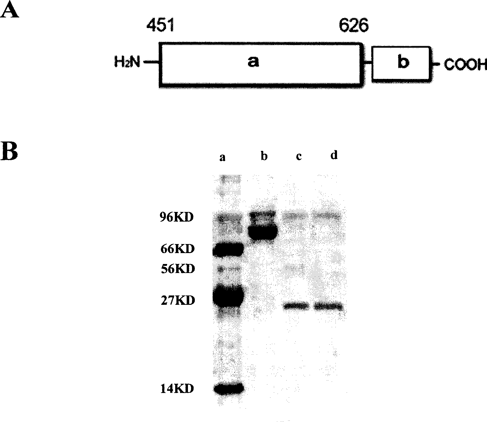 Miniaturized Staphylococcus aureus polypeptide of against drug resistance and its uses and preparation method