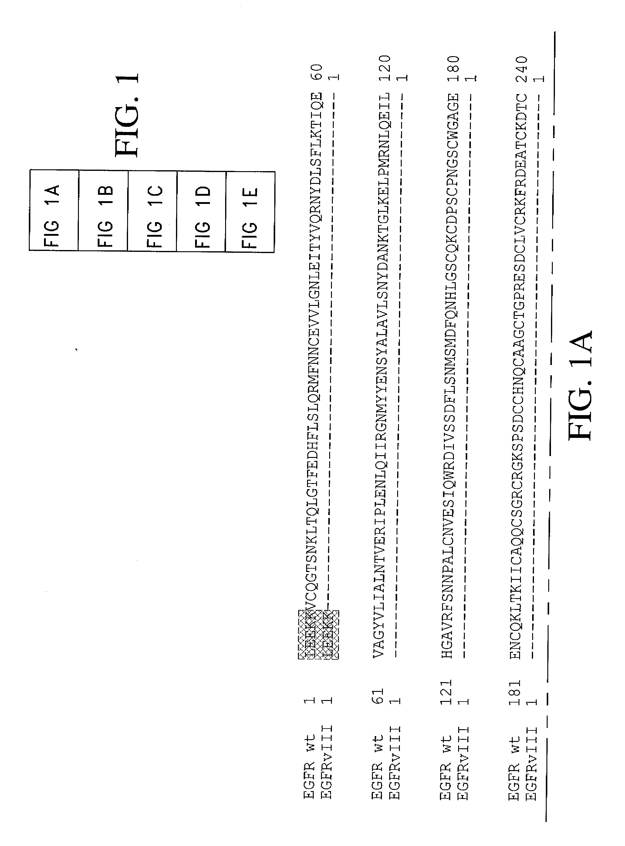 Antibodies directed to the deletion mutants of epidermal growth factor receptor and uses thereof