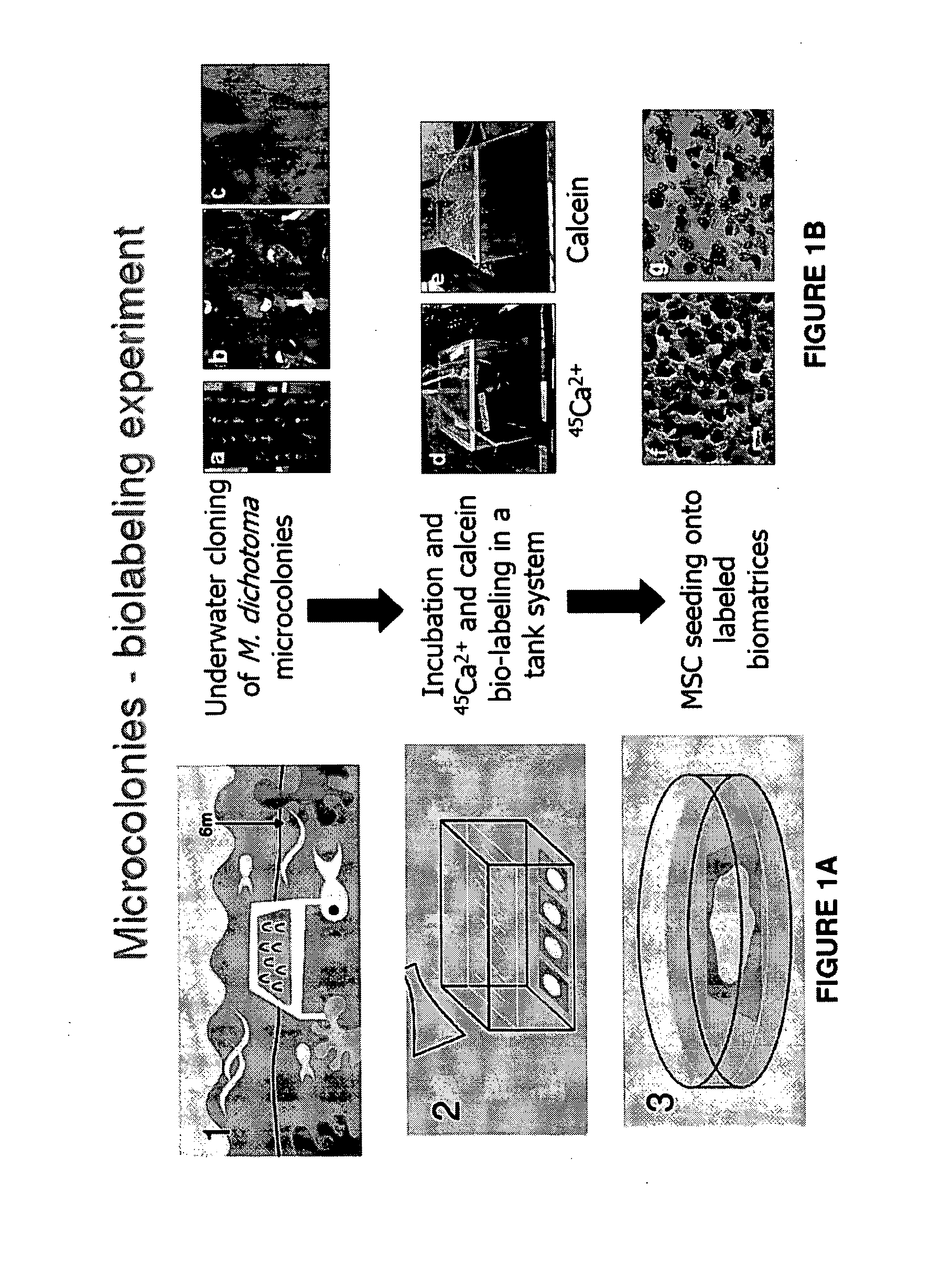 Calcium-mediated effects of coral and methods of use thereof