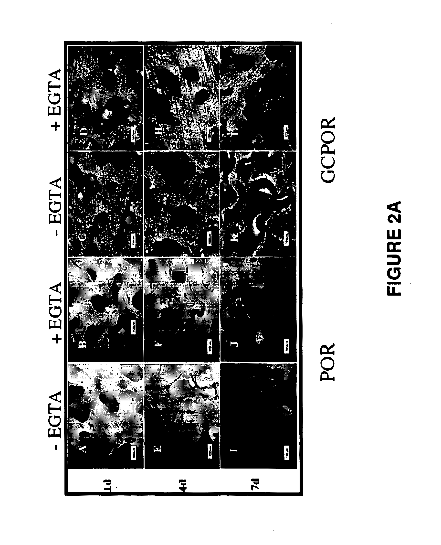 Calcium-mediated effects of coral and methods of use thereof