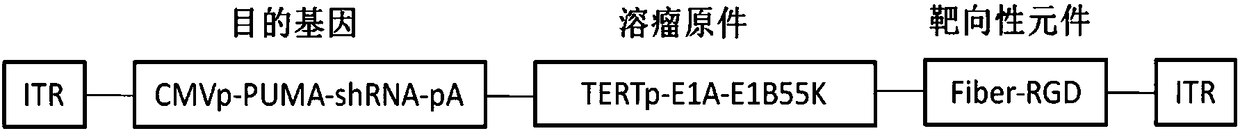 Recombinant oncolytic adenovirus, recombinant oncolytic adenovirus vector for preparing same, construction method of recombinant oncolytic adenovirus vector and applications of recombinant oncolytic adenovirus and recombinant oncolytic adenovirus vector