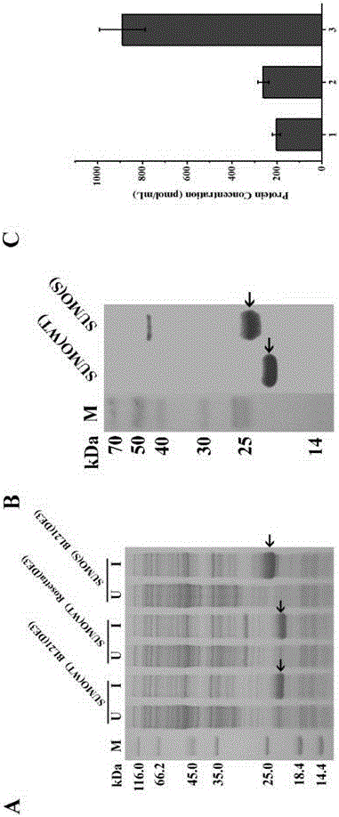 SUMO and SUMO protease encoding gene and application thereof