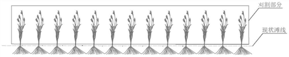 High tidal flat spartina alterniflora expansion control-salt marsh vegetation conservation fusion process