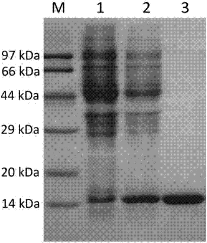 Anti-heart fatty acid binding protein monoclonal antibody resistant to fatty acid interference and application thereof