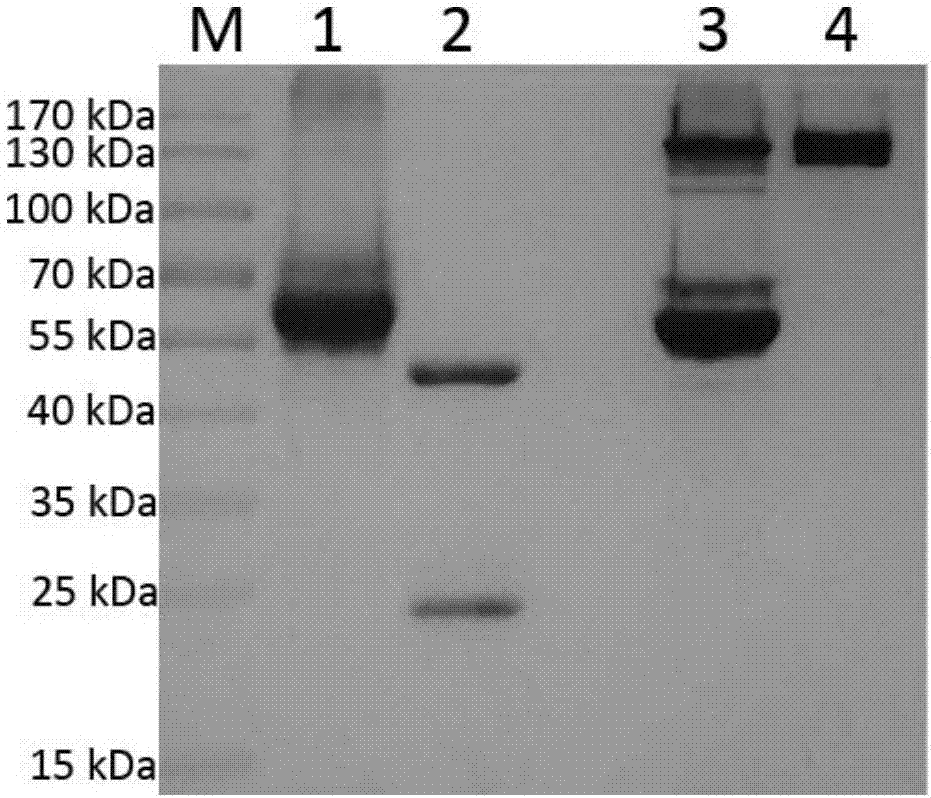 Anti-heart fatty acid binding protein monoclonal antibody resistant to fatty acid interference and application thereof