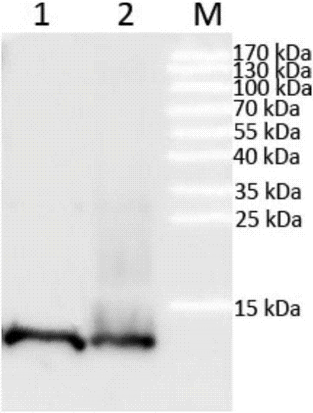 Anti-heart fatty acid binding protein monoclonal antibody resistant to fatty acid interference and application thereof