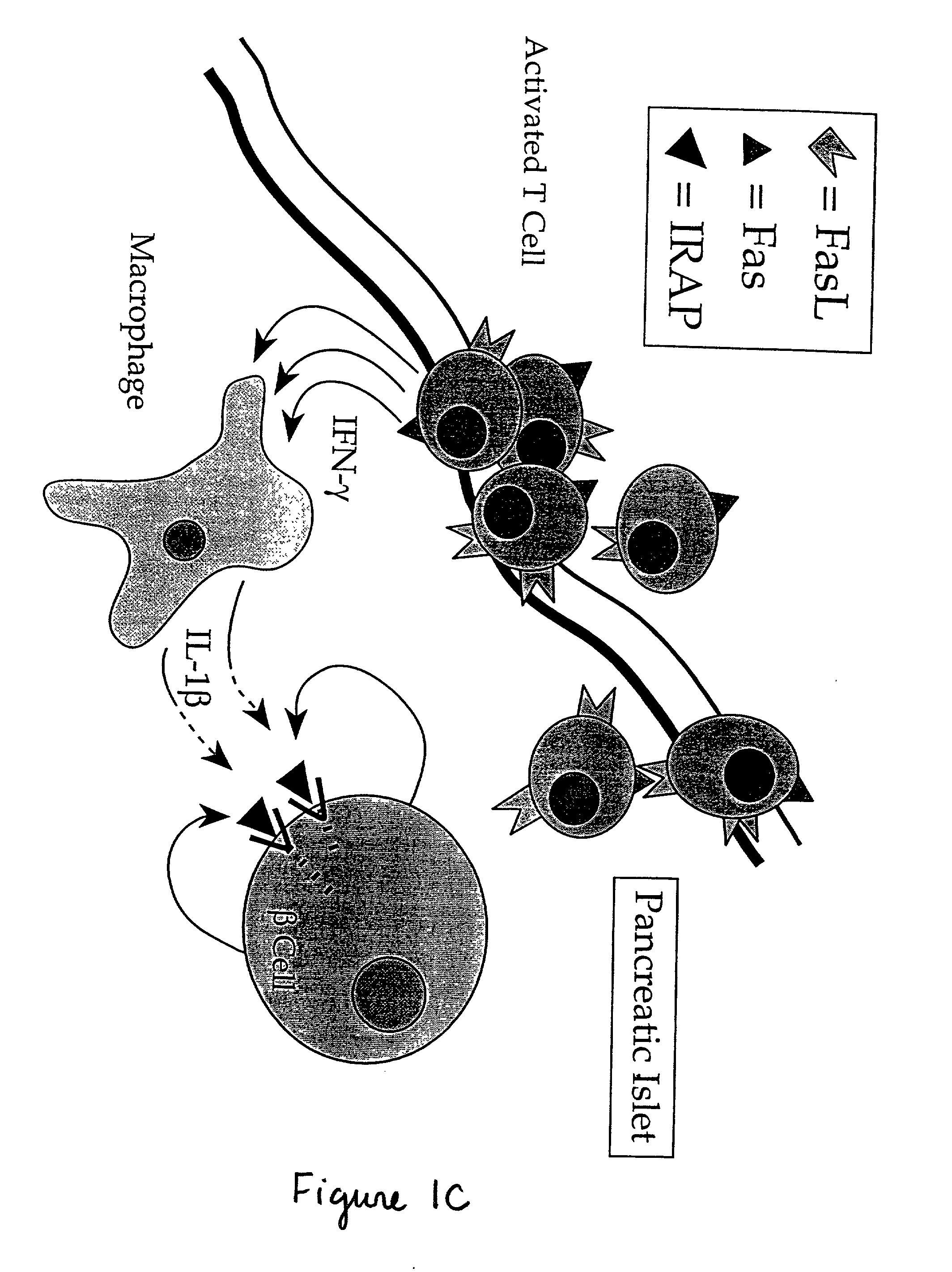 Gene transfer to pancreatic b cells for prevention of islet dysfunction