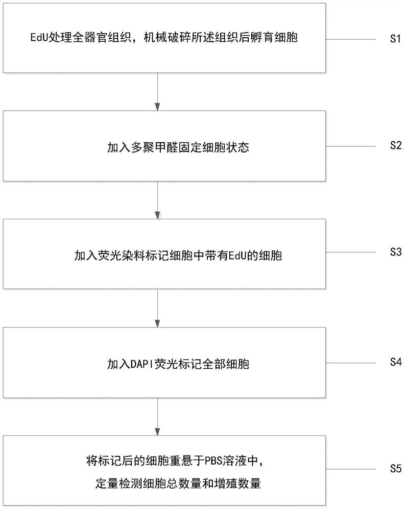 Whole organ cell proliferation quantitative detection method