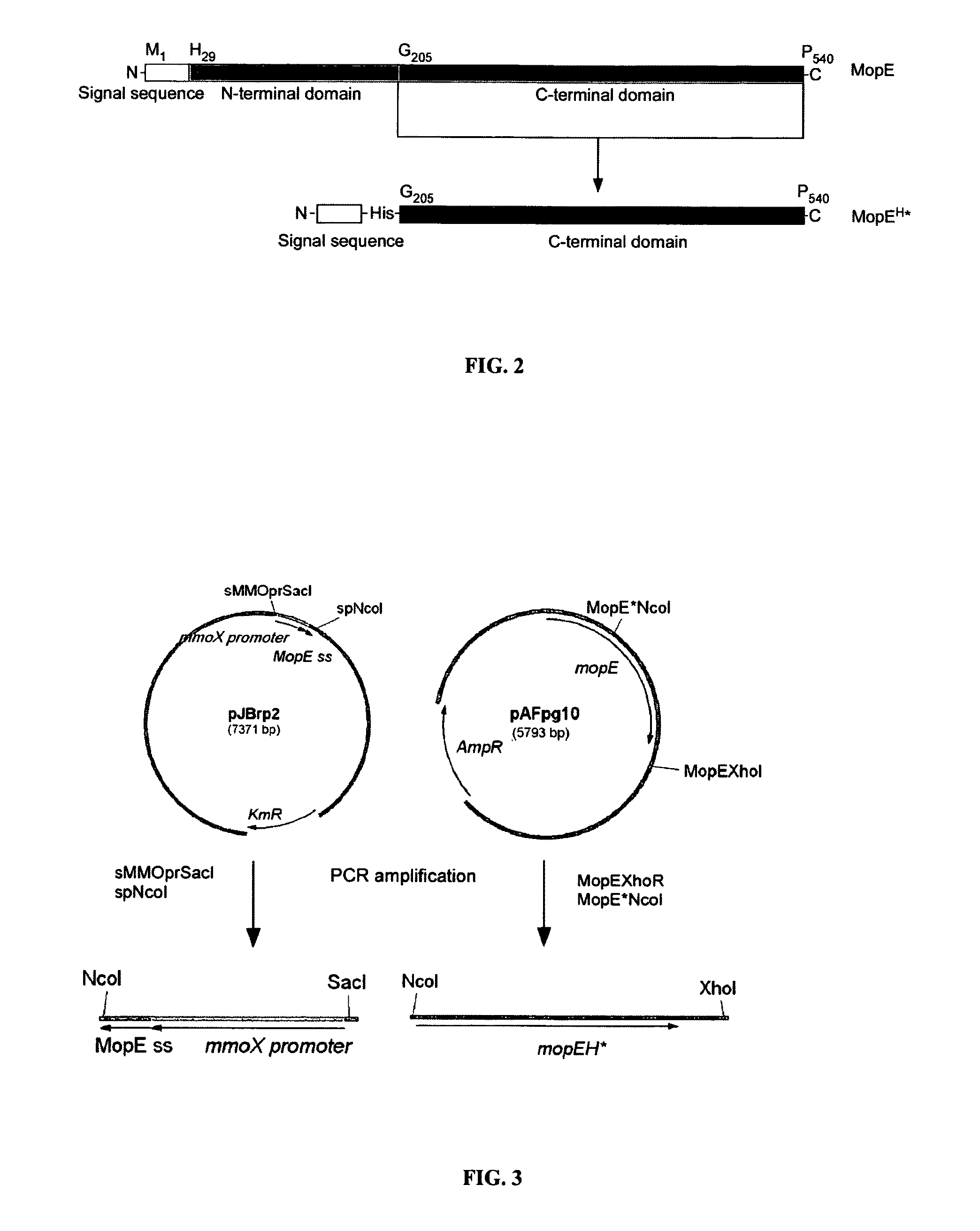 Systems for expression of heterologous proteins in M. capsulatus