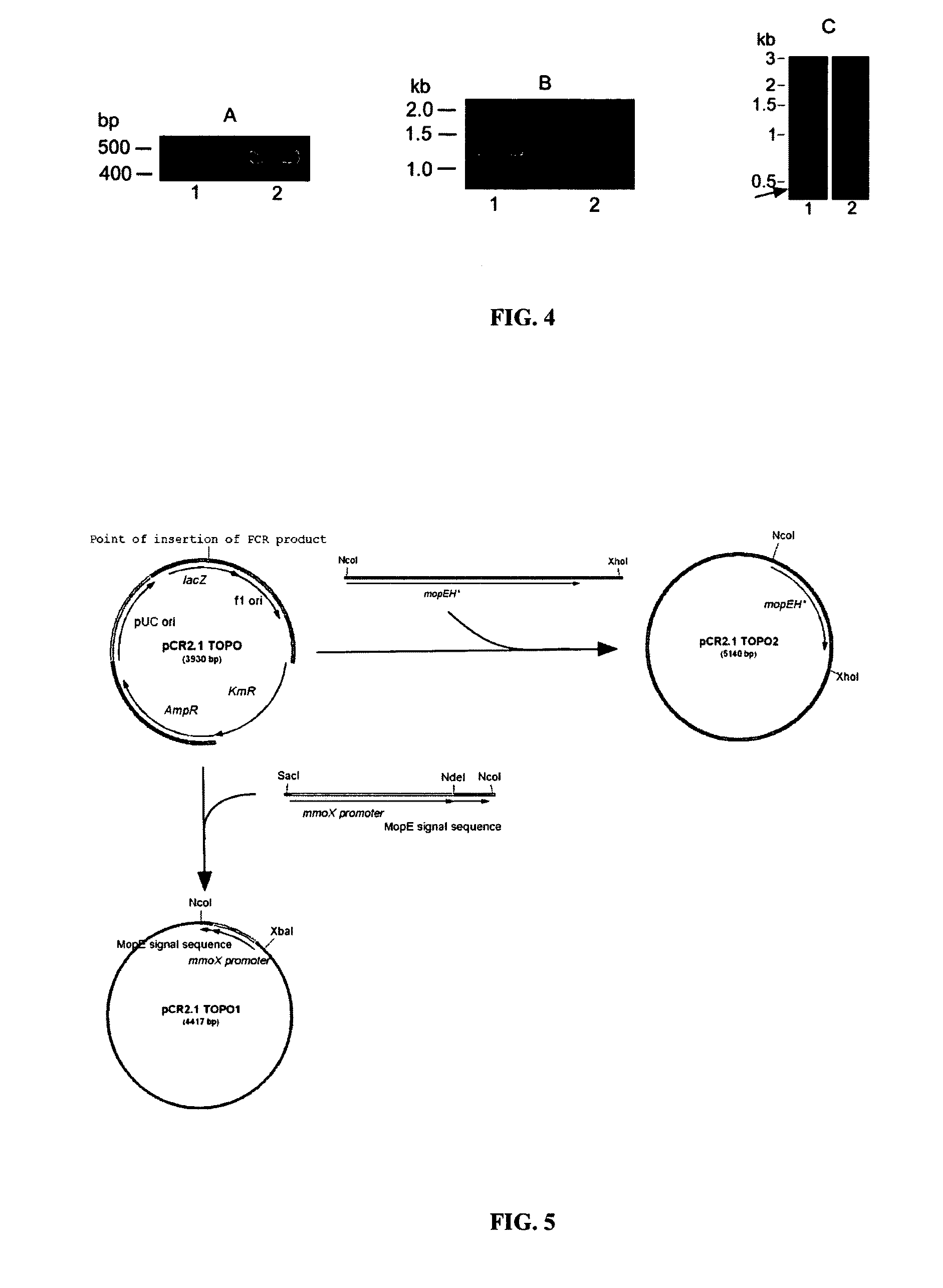 Systems for expression of heterologous proteins in M. capsulatus