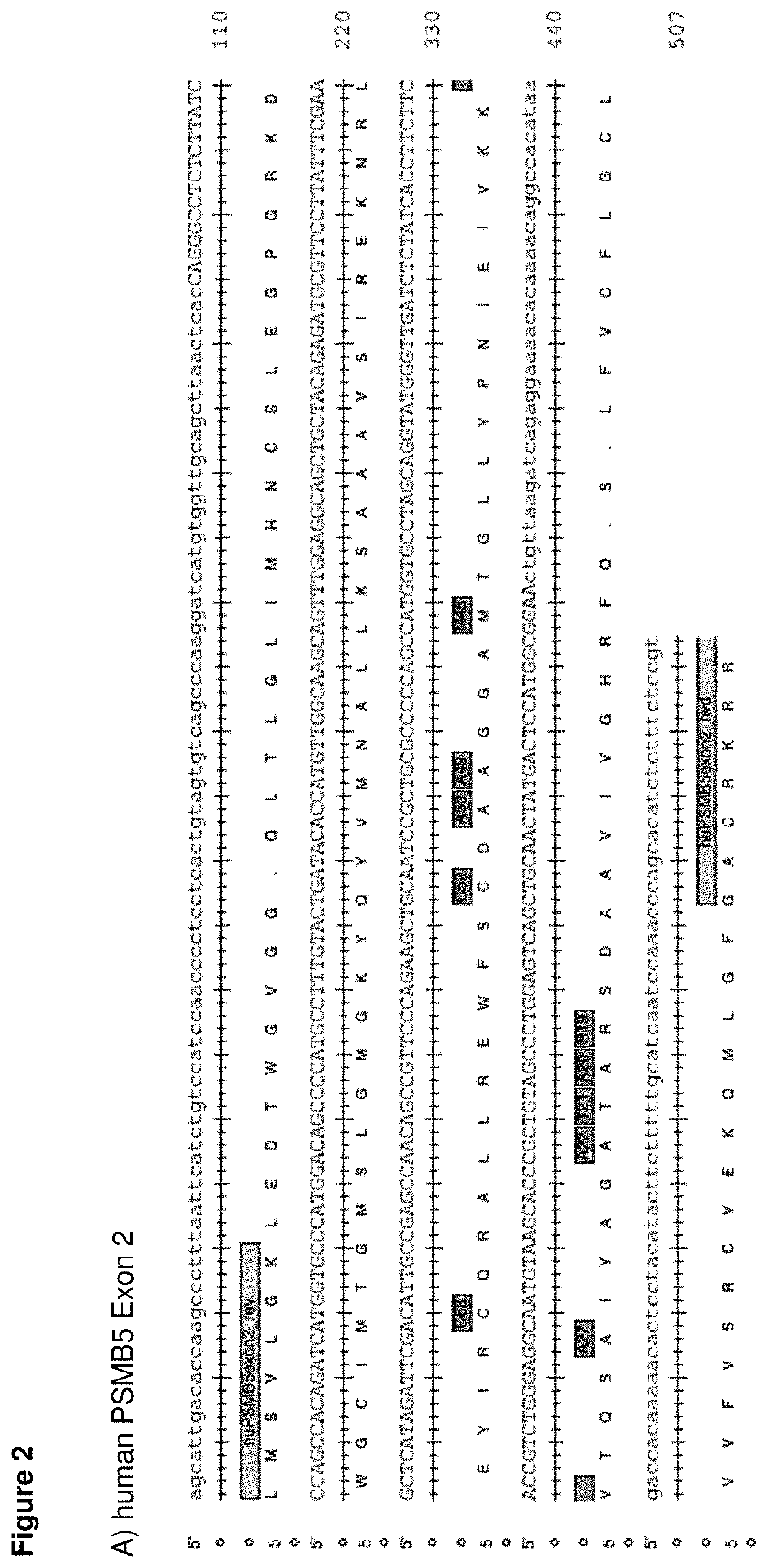 Method of identifying patients with bortezomib resistant multiple myeloma and other blood diseases