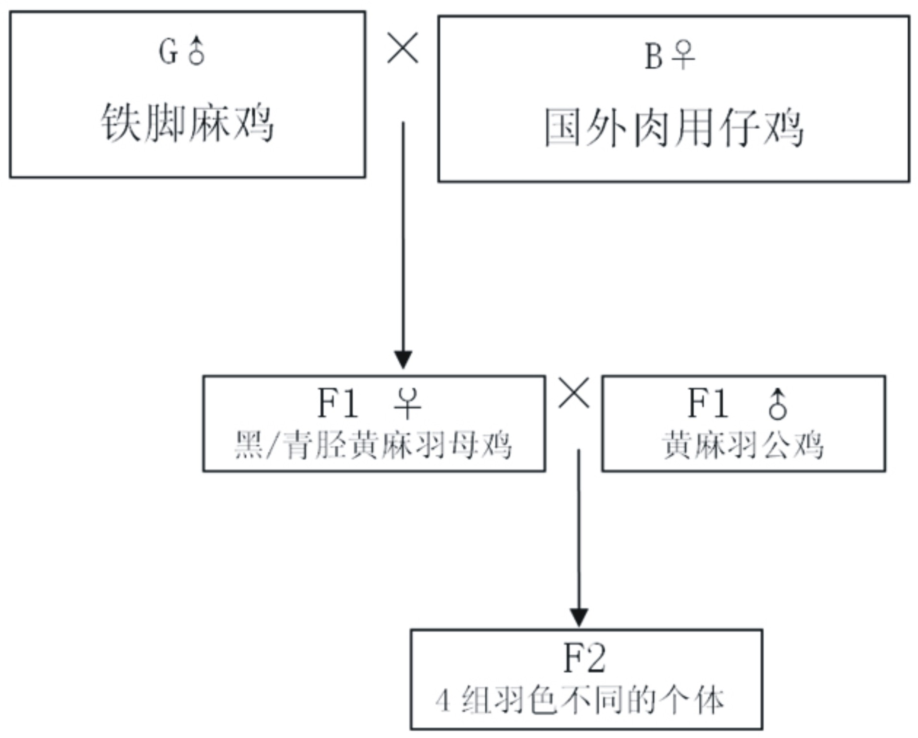 Method for cultivating new strain of recessive white and colored feather tiejiaoma broilers