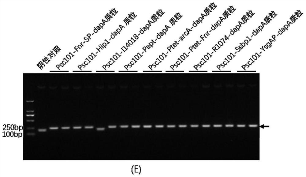 Method for constructing strict anaerobic salmonella, constructed strict anaerobic salmonella and application of constructed strict anaerobic salmonella