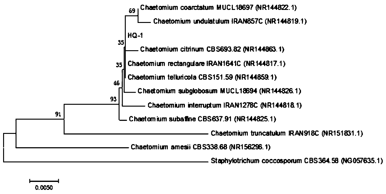 Radix astragali endophytic Chaetomium sp. HQ-1 and application thereof