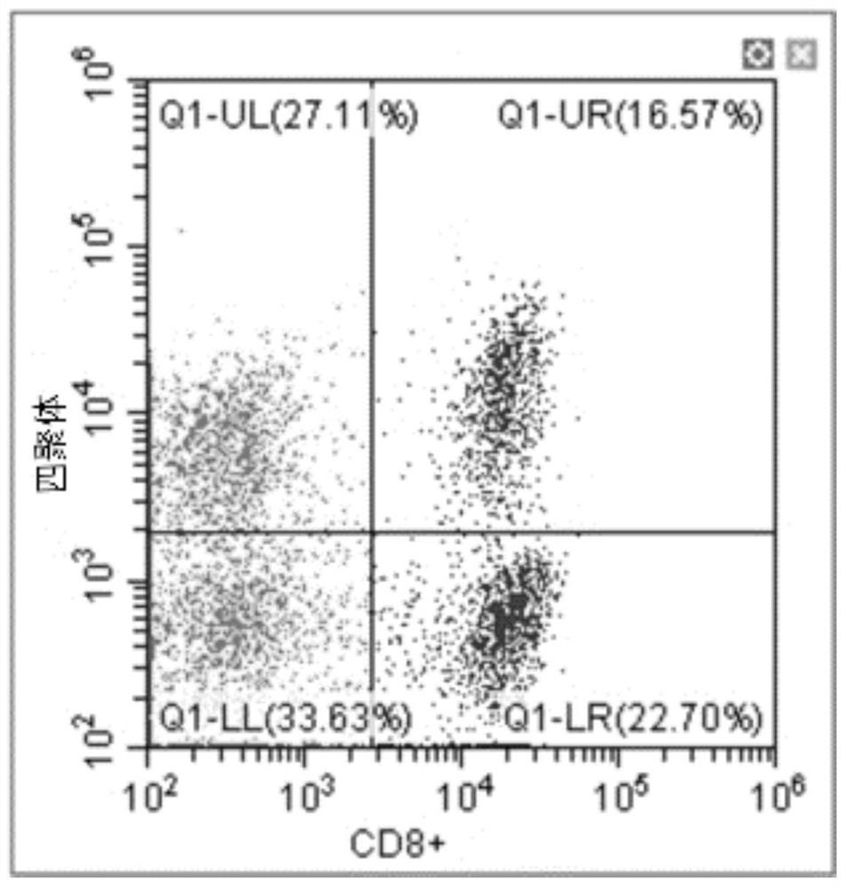 T cell receptor for recognizing EBV antigen and application of T cell receptor