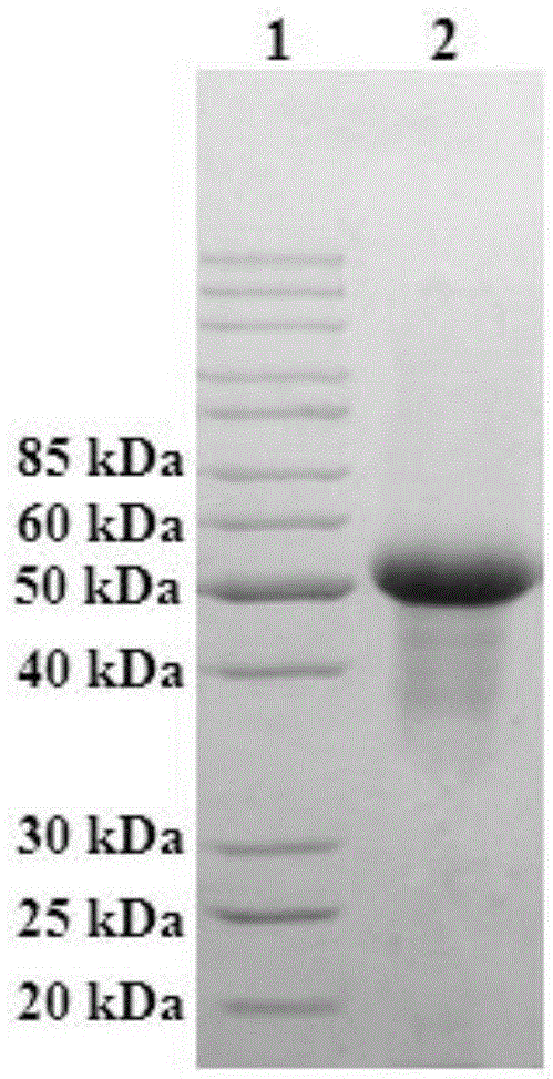 Lentinus edodes S-alkyl-L-cysteine sulfoxide lyase gene and application