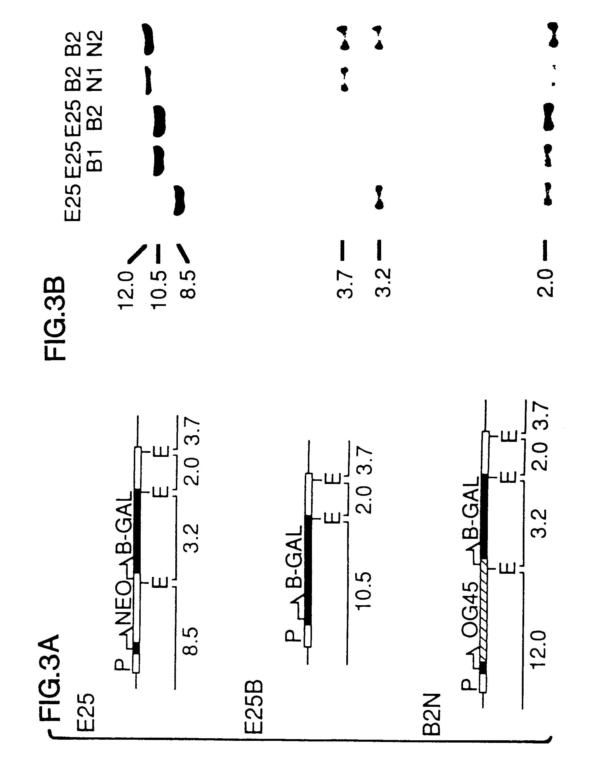FLP-mediated gene modification in mammalian cells, and compositions and cells useful therefor