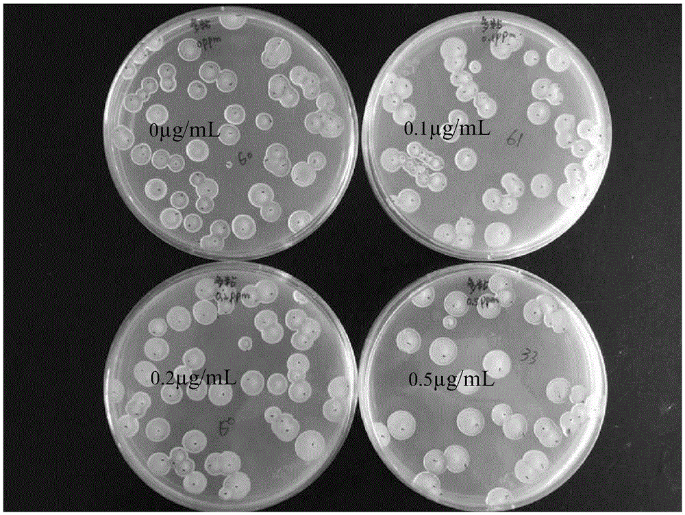 Method of quickly measuring content of Paenibacillus polymyxa in compound microbial agent