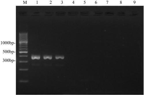 A primer pair for preparing and detecting avian adenovirus type 4 kit and its application
