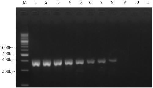 A primer pair for preparing and detecting avian adenovirus type 4 kit and its application