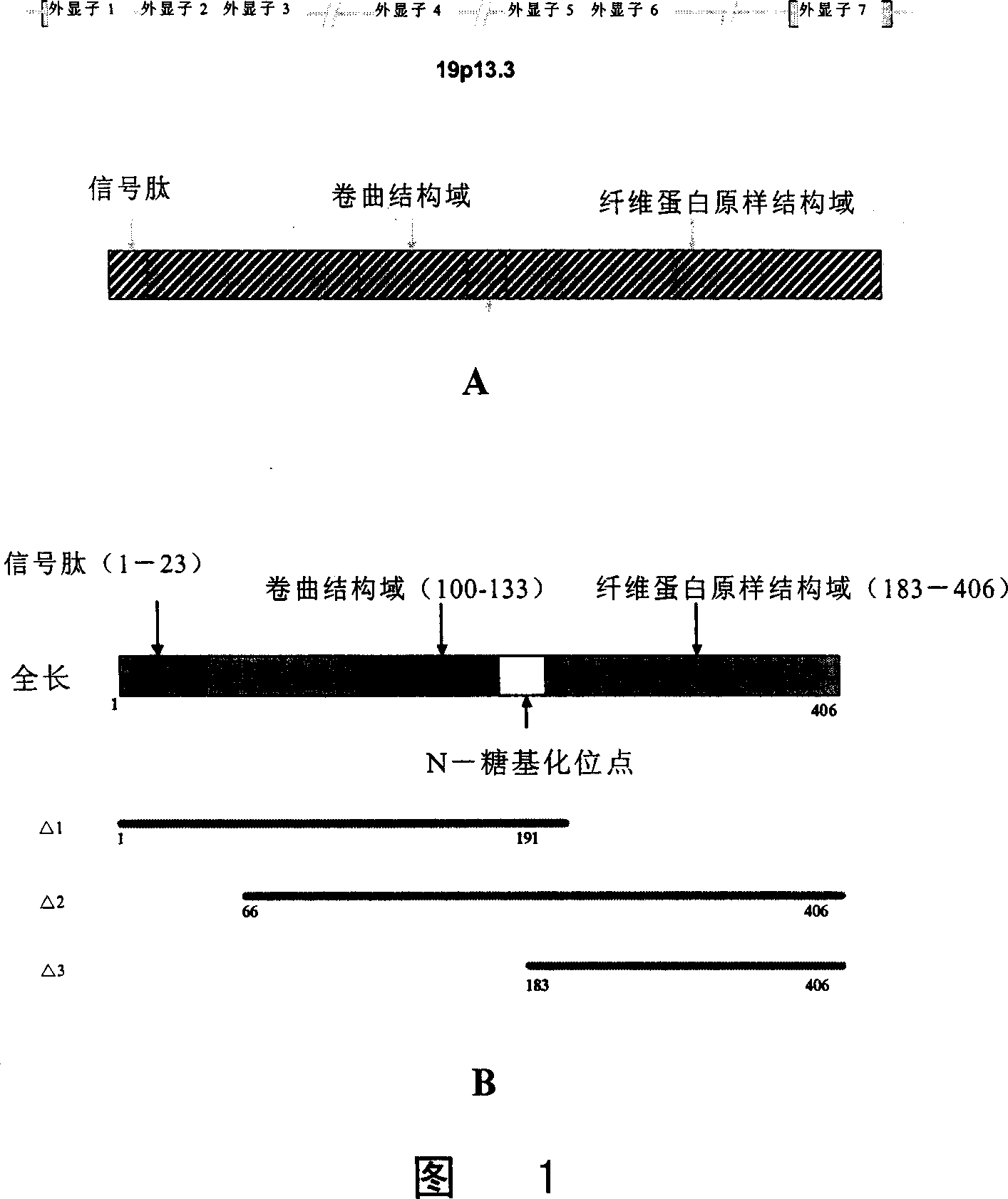 ANGPTL4 deletion mutant and application thereof