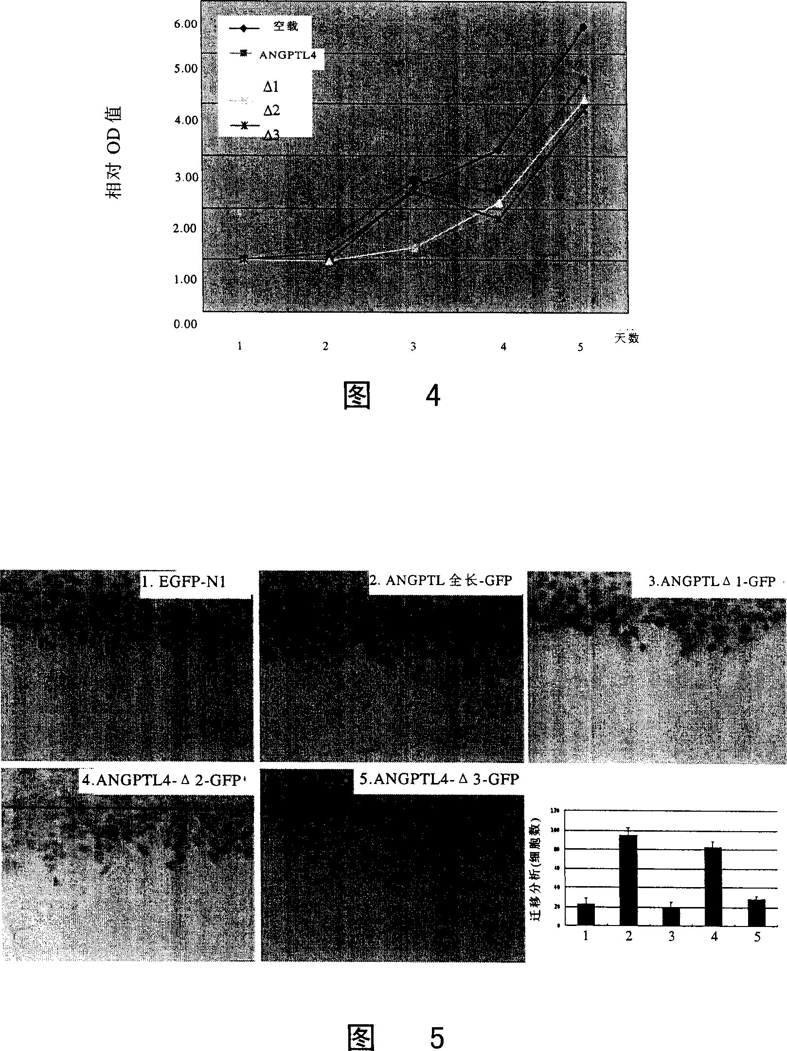 ANGPTL4 deletion mutant and application thereof