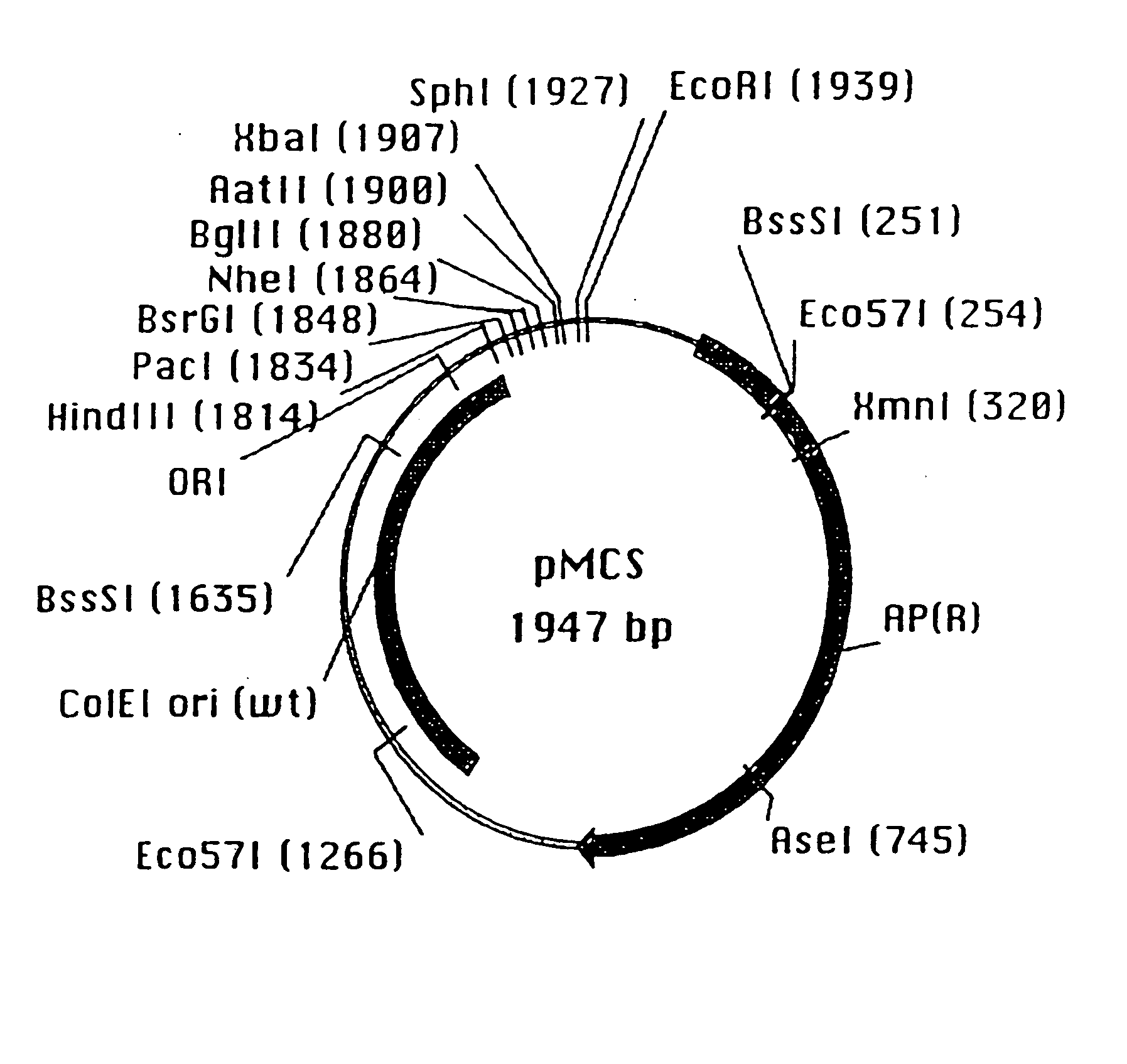 Protein (poly)peptides libraries