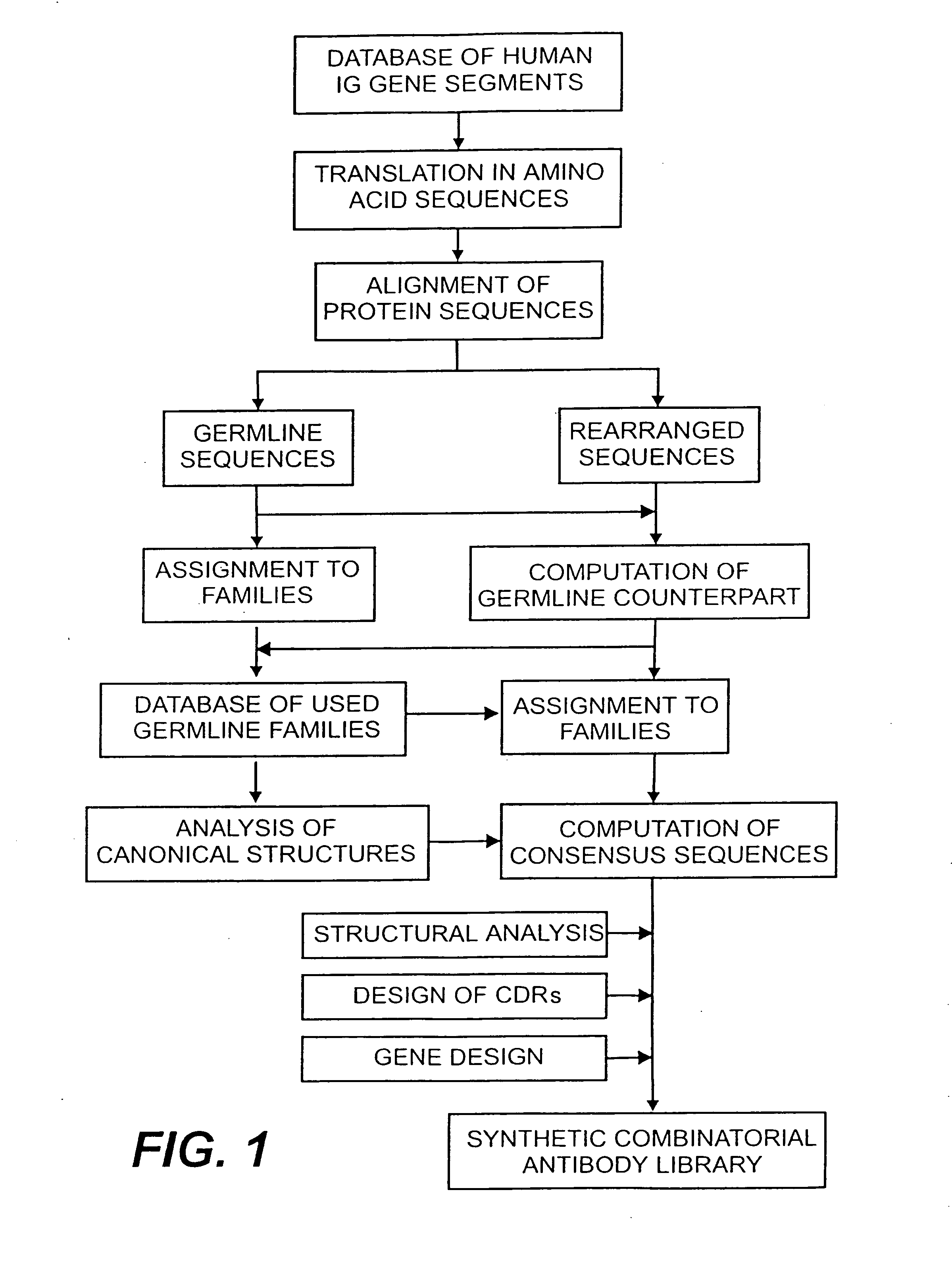 Protein (poly)peptides libraries